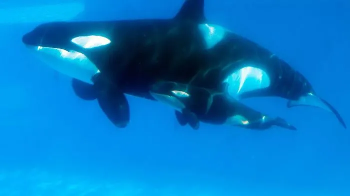 Ocean Toxins Could Kill Half Of World's Killer Whales