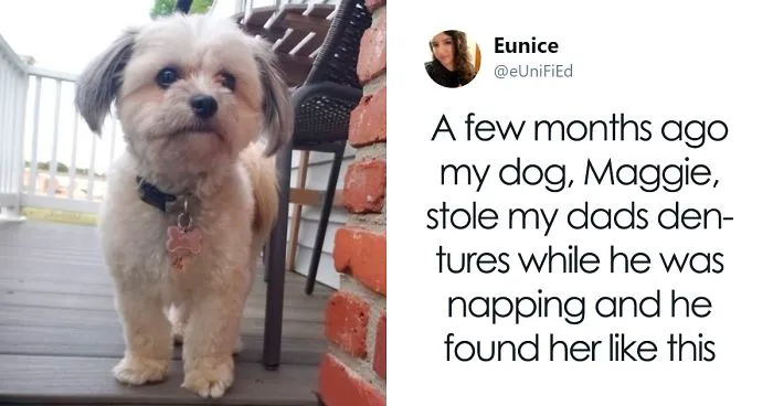 Dog Steals Owner's Dentures While He Sleeps, Hilarity Ensues