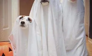 13 Adorable Dogs In Ghost Costumes