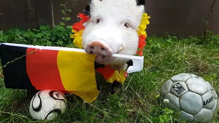 Moritz The Pig ...