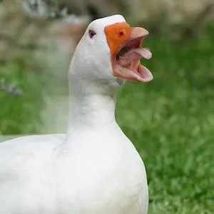 Turbo Quack