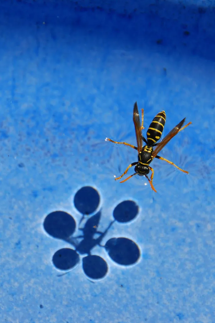 Avispa en la superficie del agua