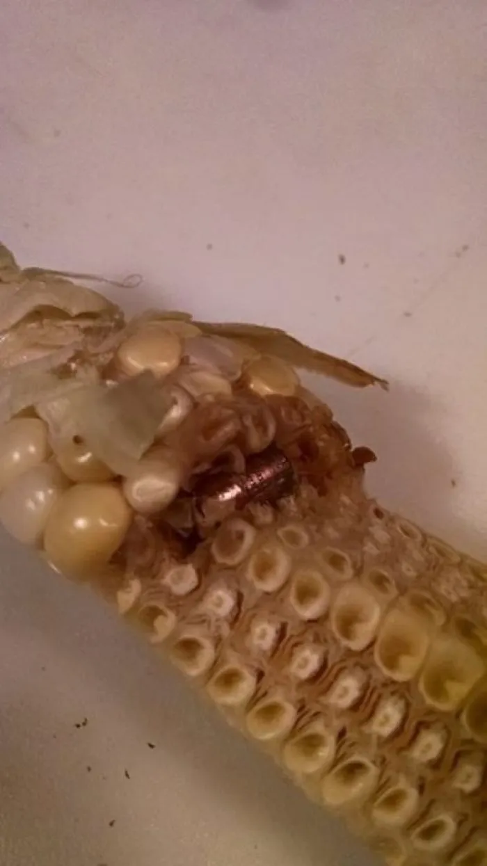 My Friend Found A Bullet In Her Corn