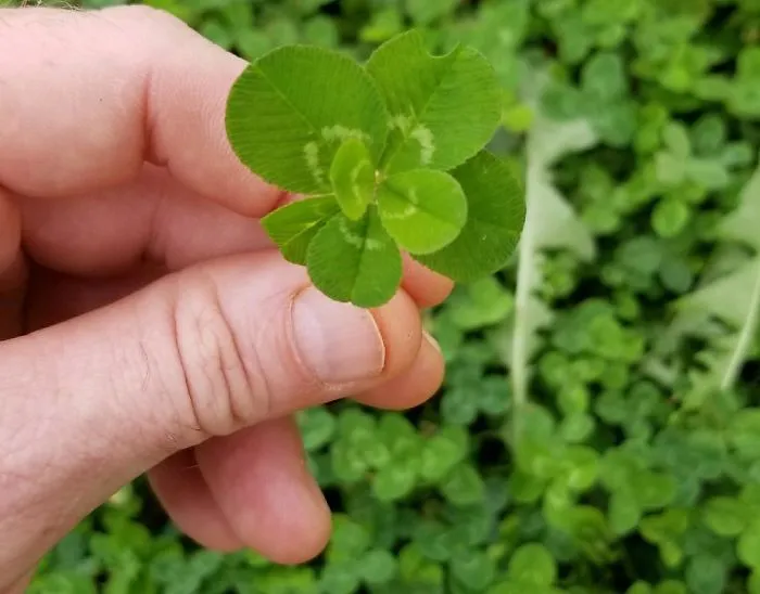 I Found A 7 Leaf Clover!