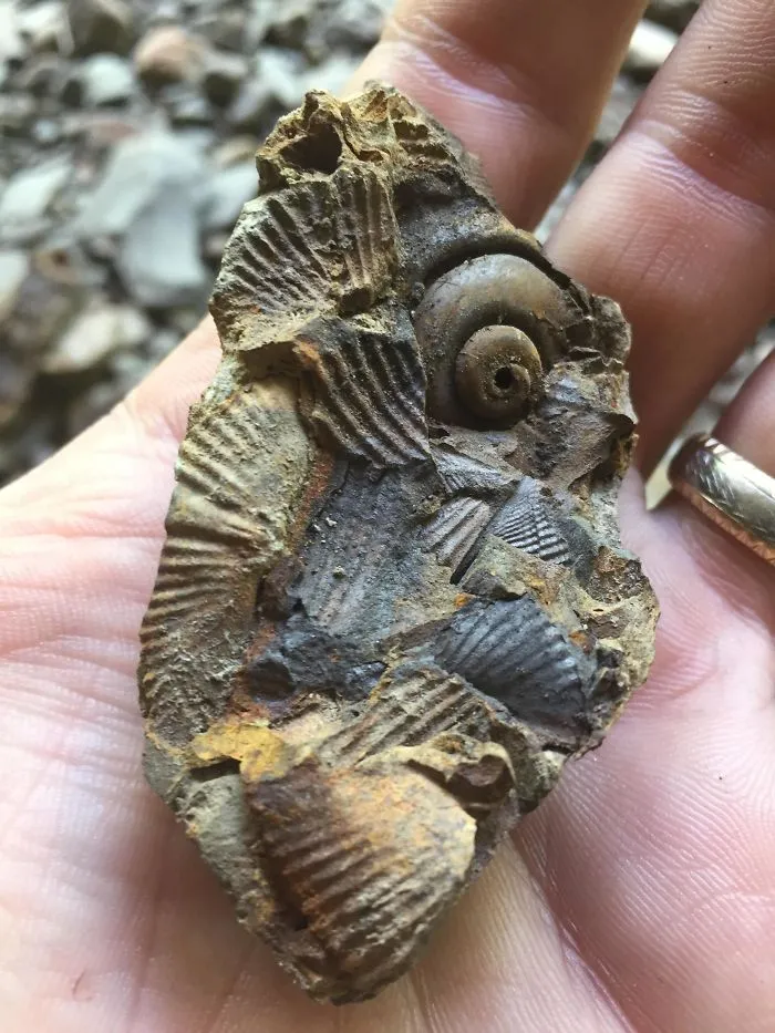 I Broke A Rock And Found Two Kinds Of Fossils