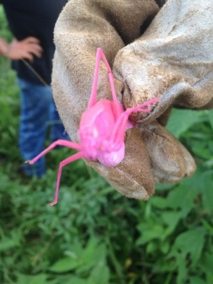 Un saltamontes rosa