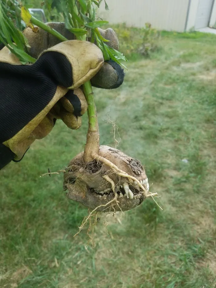 Found This Today While Weeding A Vineyard