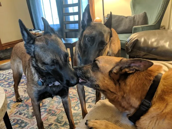 Nuestro perro anciano va a recibir hoy la eutanasia. De algún modo, los otros 2 lo saben y no paran de decirle adiós