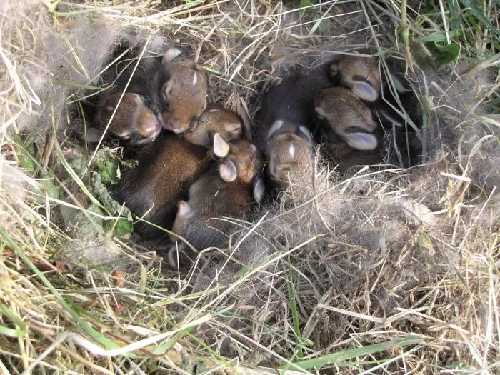 Thankfully My Dad Found Them Before He Started Mowing