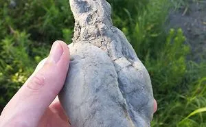 50 Surprising Things That People Found