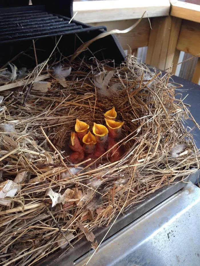 Opened Up BBQ For The First Time This Spring And Found Some Hungry Wings