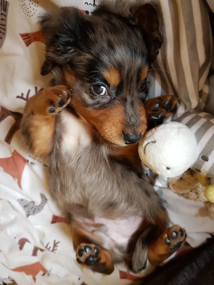 Cute puppy lying on a patterned blanket with paws up, cuddling a small stuffed toy.