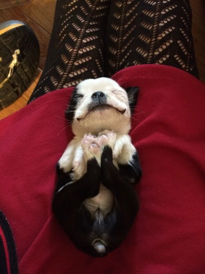 Cute puppy sleeping on its back atop a person's red skirt, with paws folded over its chest.