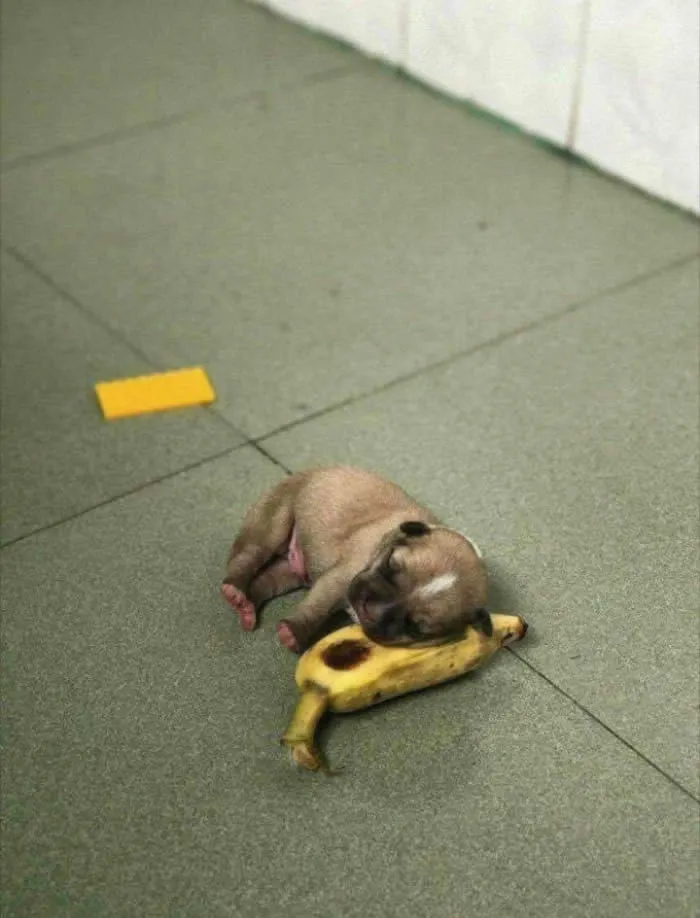A cute puppy sleeping on the floor beside a banana, showcasing its tiny size and cuteness.