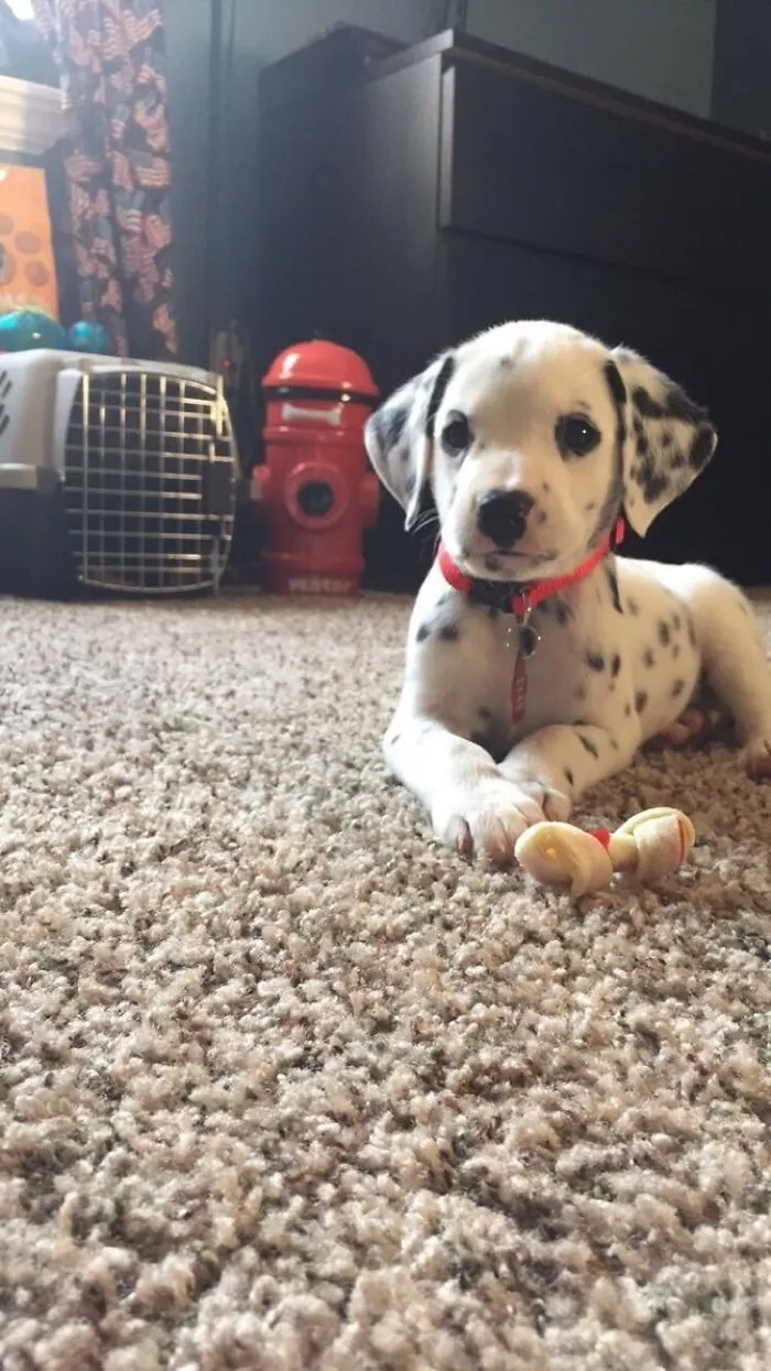 Cute puppy with black spots lying on a carpet next to a small toy.