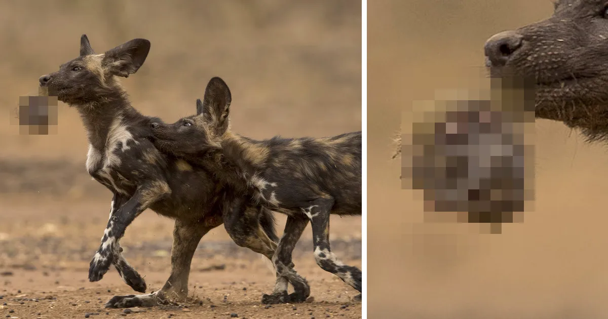 10+ De las mejores fotos de fauna de 2018 (AVISO: Algunas imágenes pueden ser muy brutales)