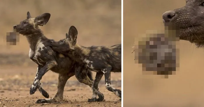 93 Of The Best Wildlife Photos Of 2018 (WARNING: Some Images May Be Too Brutal)