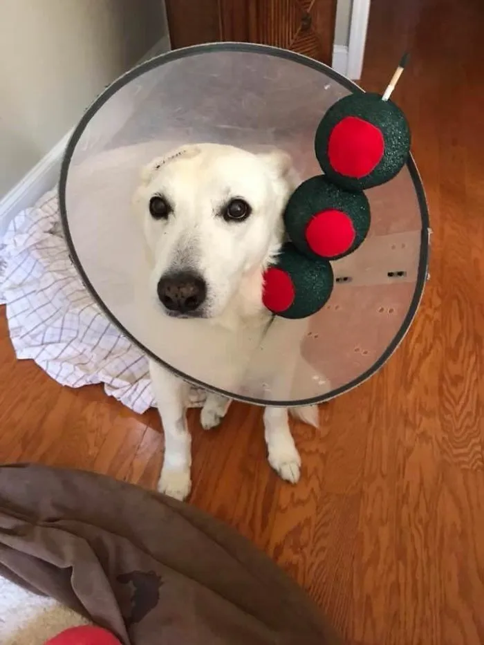 A white dog wearing a cone decorated like a martini with olives as clever Halloween costume ideas.