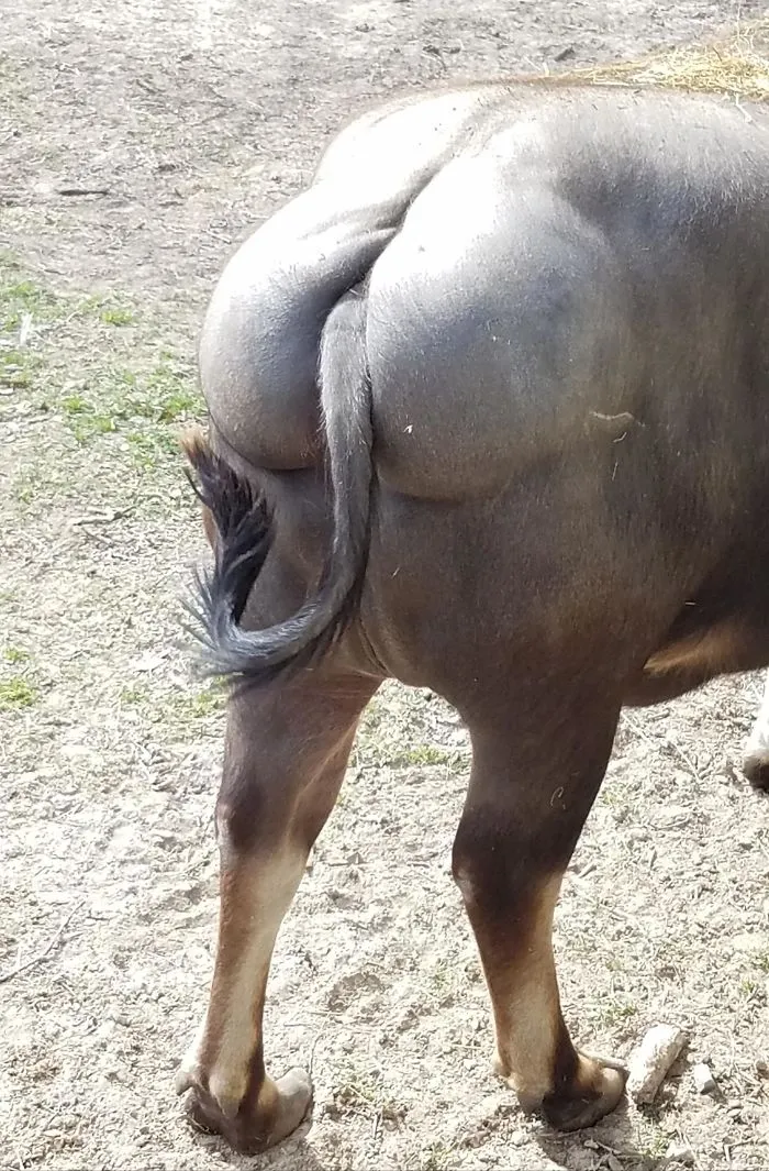 Nos fuimos de safari. Yo hice 200 fotos, mi marido solo esta