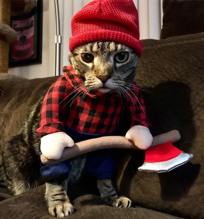 He’s A Lum-Purr-Jack