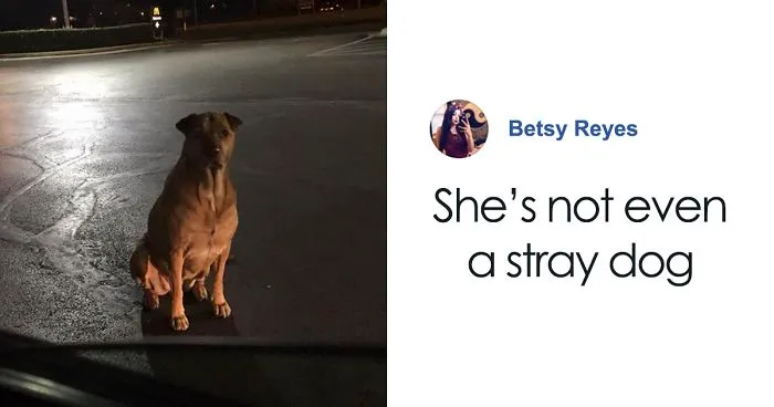 Gold Digging Dog Pretends To Be A Stray In Order To Get Burgers, So Her Owner Decides To Confront Her