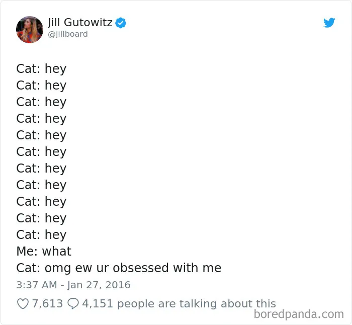 45 Of The Funniest Cat Tweets