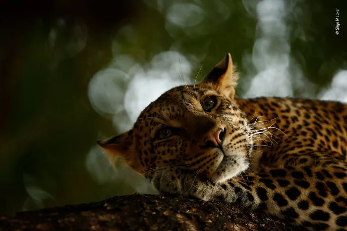 "Leopardo descansando", Skye Meaker, Sudáfrica