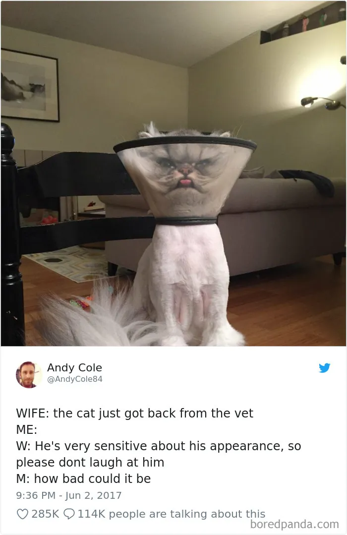 45 Of The Funniest Cat Tweets