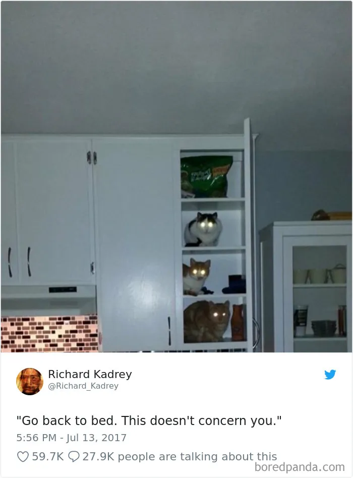 45 Of The Funniest Cat Tweets