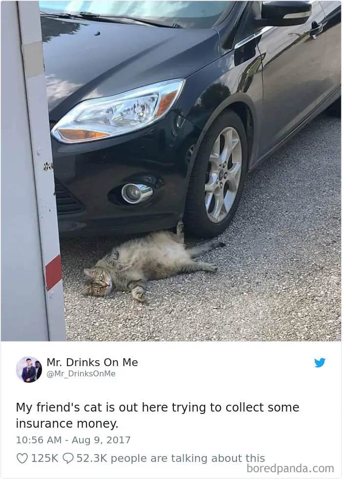 45 Of The Funniest Cat Tweets