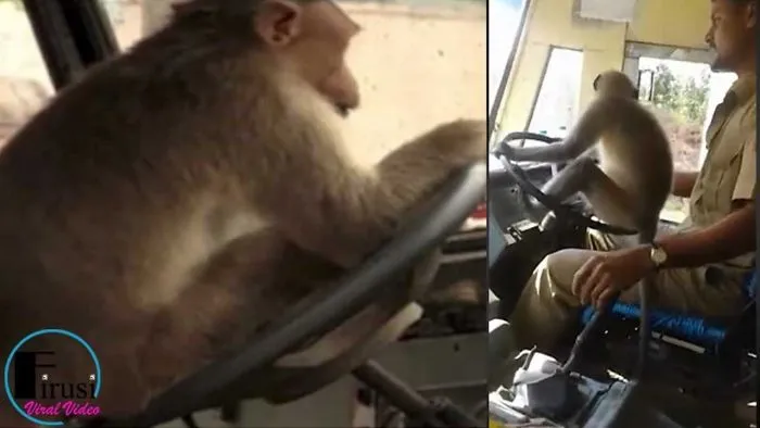 Monkey Drives A Bus In India