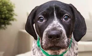 German Shorthaired Pointer Videos Compilation