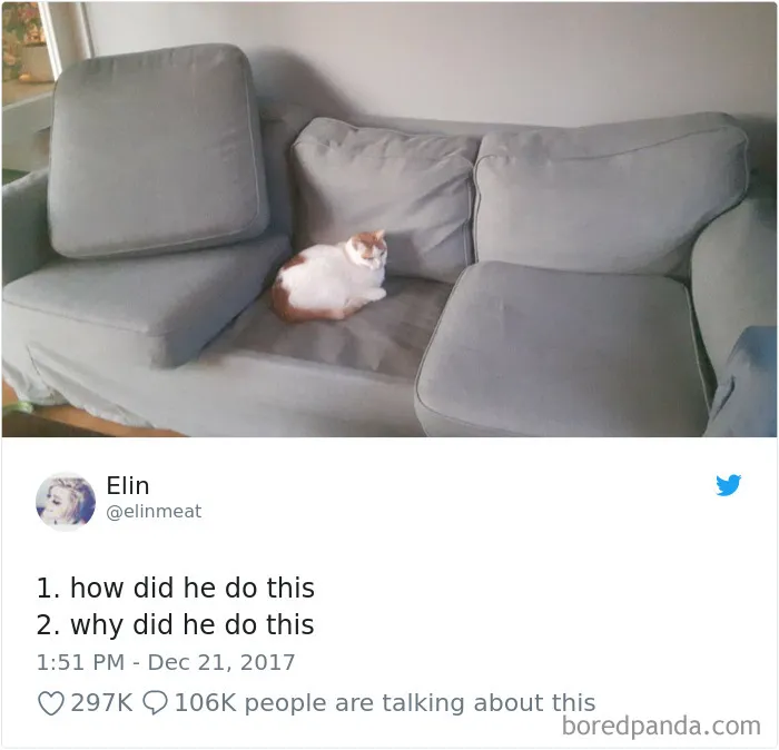 45 Of The Funniest Cat Tweets