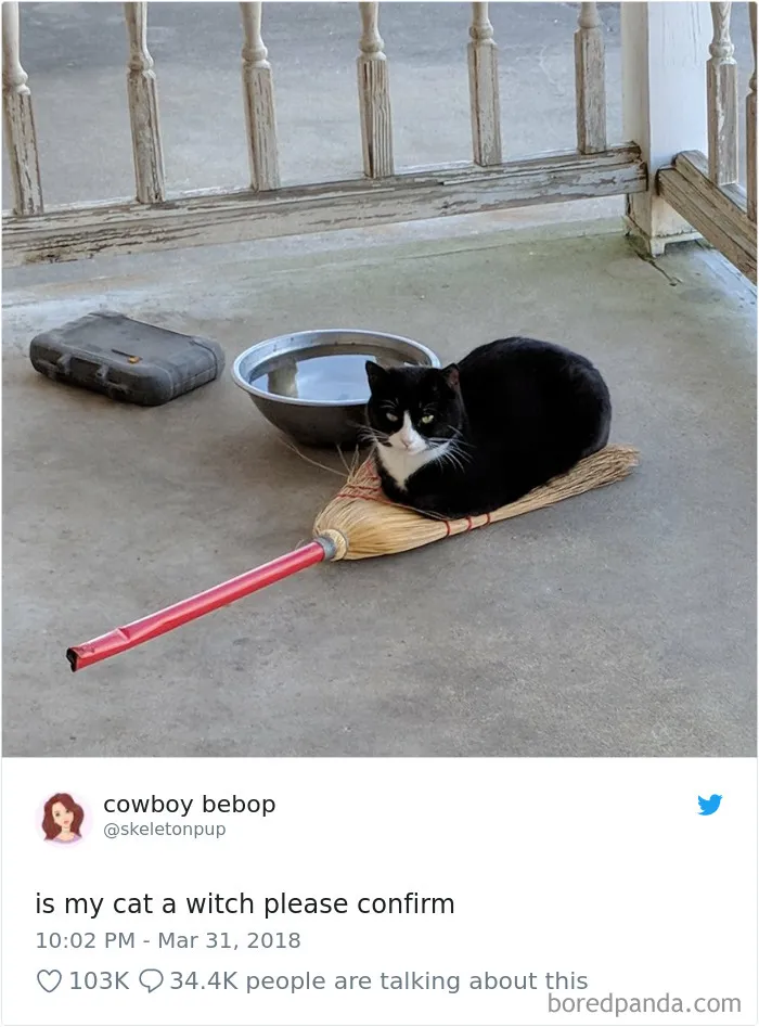 45 Of The Funniest Cat Tweets