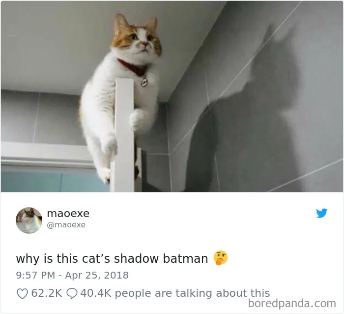 45 Of The Funniest Cat Tweets