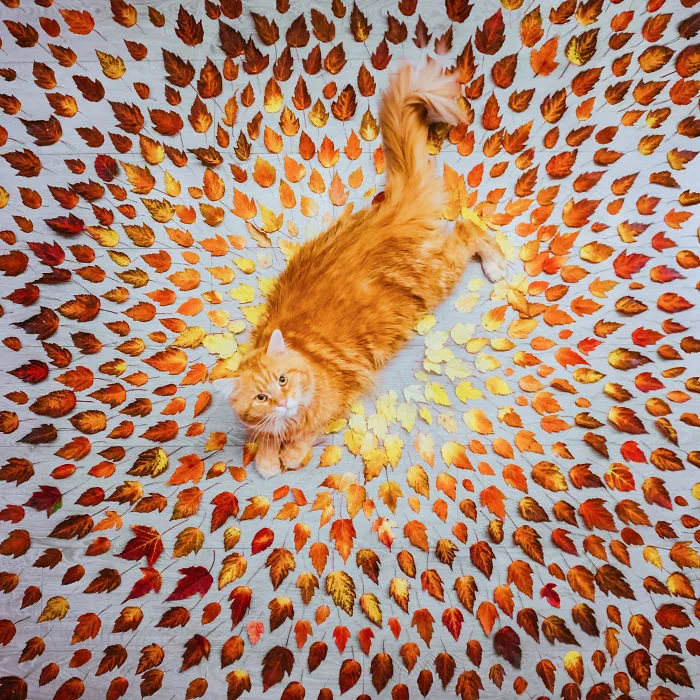 I Photograph The Adventures Of My Cat (30 Pics)