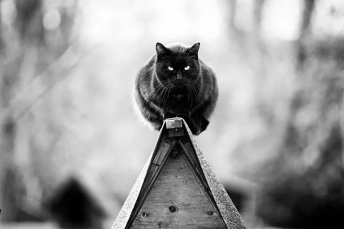 Black Monorail Colony Cat