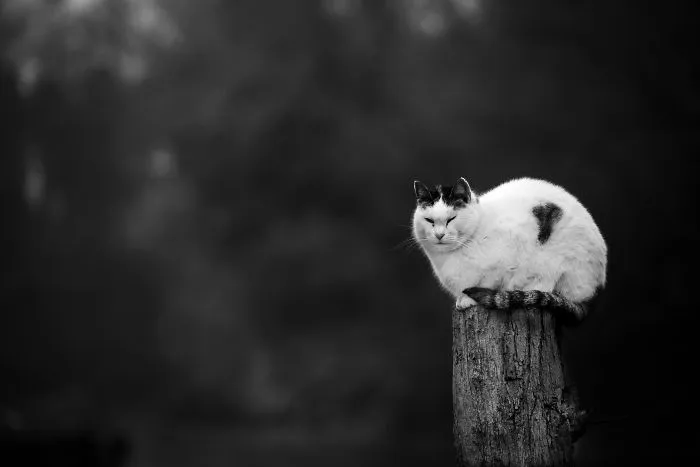 Monorail-Hearted Colony Cat