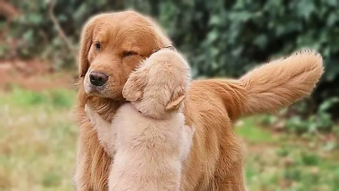 Big Dog And Cute Puppy Compilation New