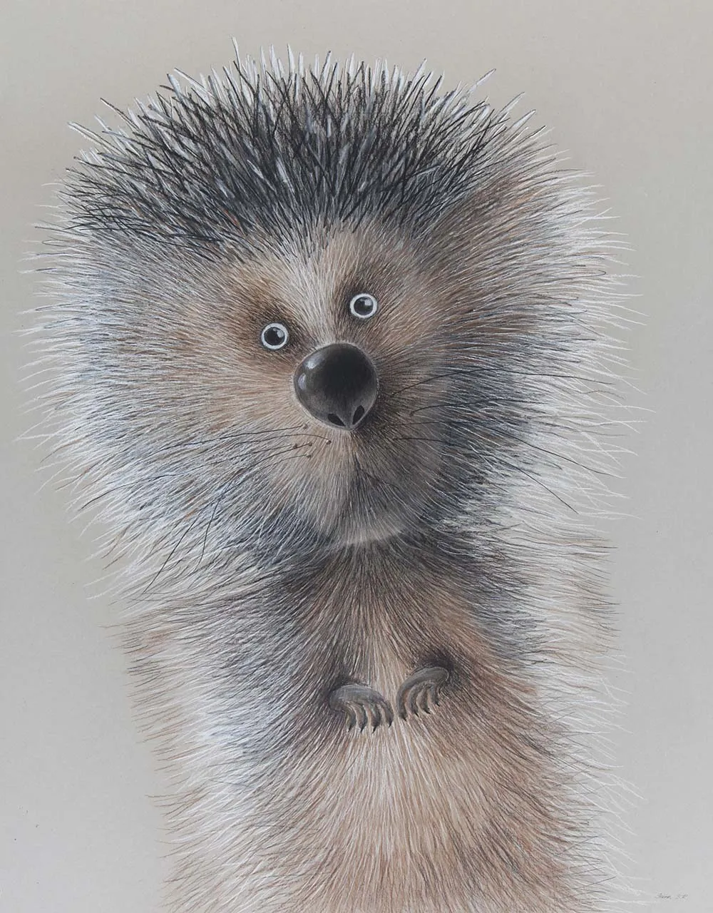 Soft Pastel Drawings Of Forest Creatures