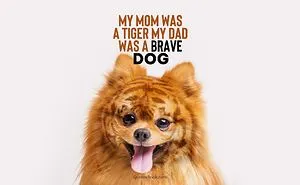 Funny Dog Memes
