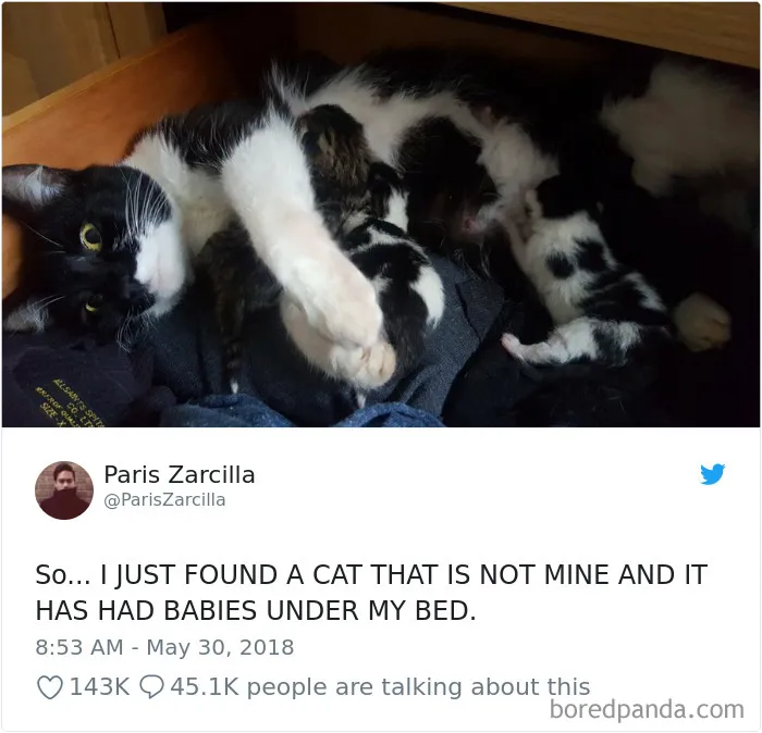 45 Of The Funniest Cat Tweets