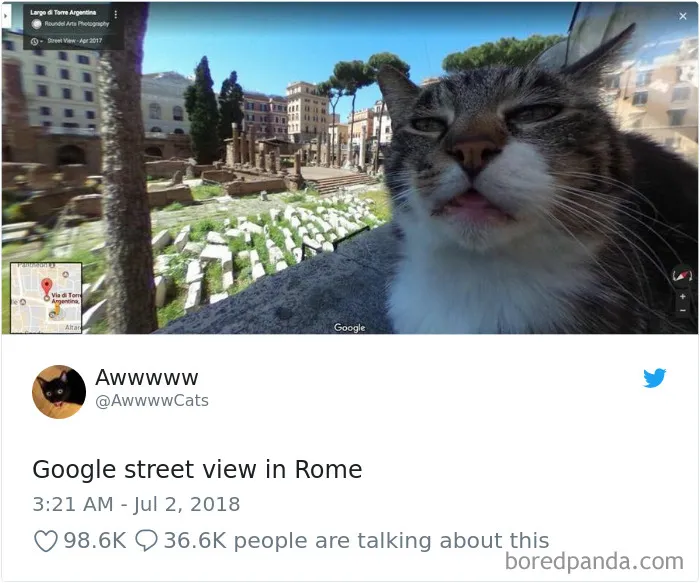 45 Of The Funniest Cat Tweets