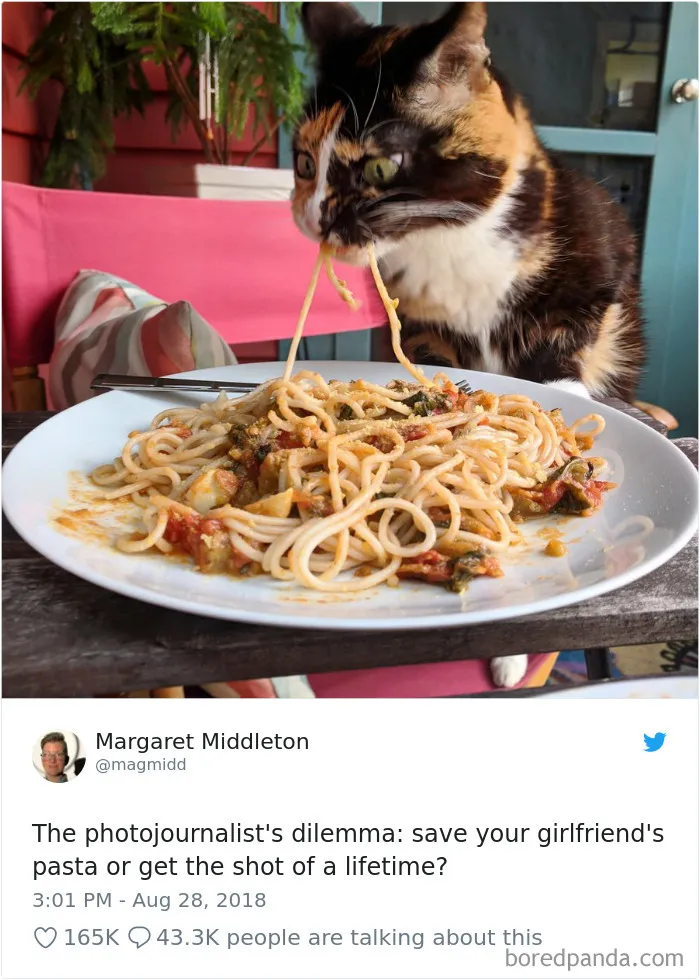 45 Of The Funniest Cat Tweets
