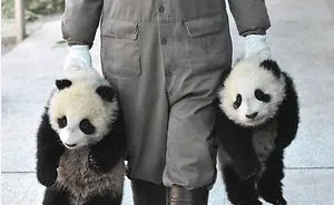 11 Interesting Giant Panda Facts
