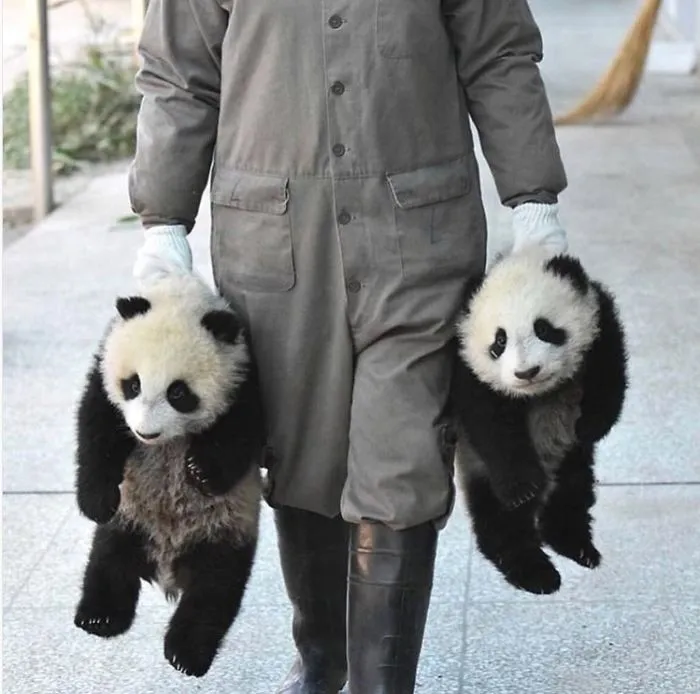 11 Interesting Giant Panda Facts