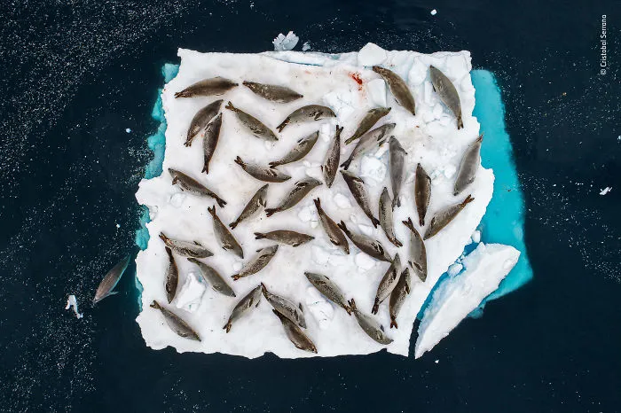 Bed Of Seals By Cristobal Serrano, Spain, Winner 2018 Animals In Their Environment