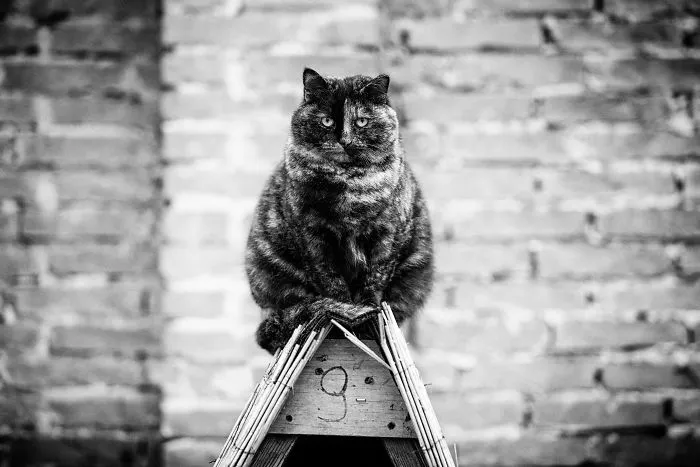 If This Monorail Fits I Sits! Colony Tortie Cat Says