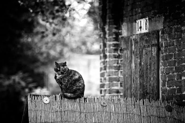 At The Colony, Monorail Tortie Beauty