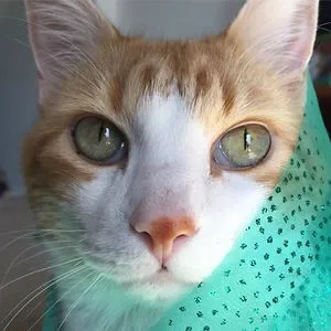 Butters The Bean